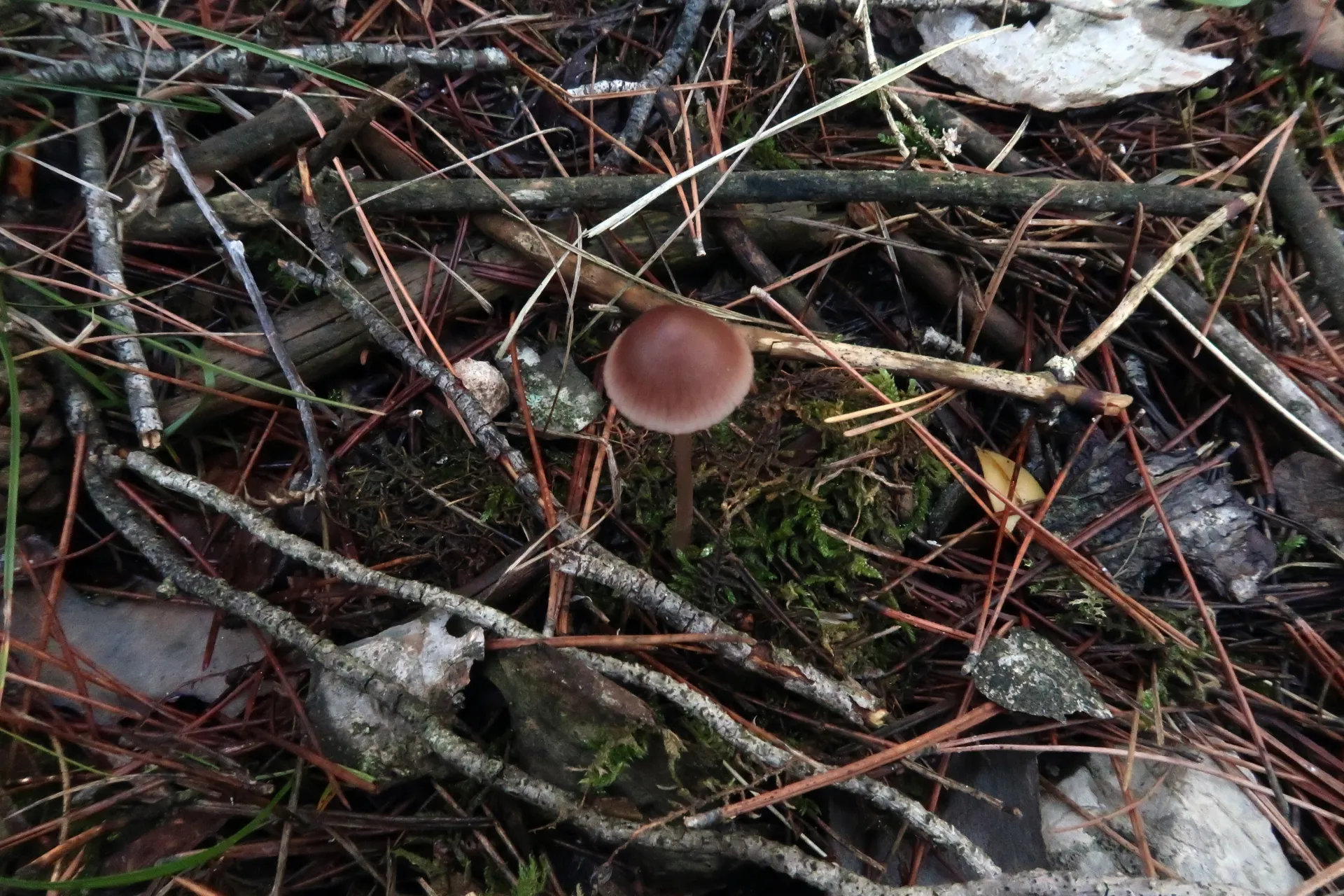 Mycena seynii - 1 - IMG_4275
